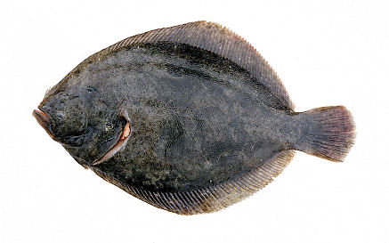 rombo-liscio-o-soaso-scophthalmus-rhombus